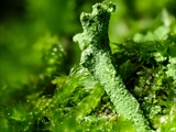 Cladonia fimbriata (Trompeten-Becherflechte) mit Mnium hornum (Schwanenhals-Sternmoos) und Dicranum scoparium (Besenförmiges Gabelzahnmoos)